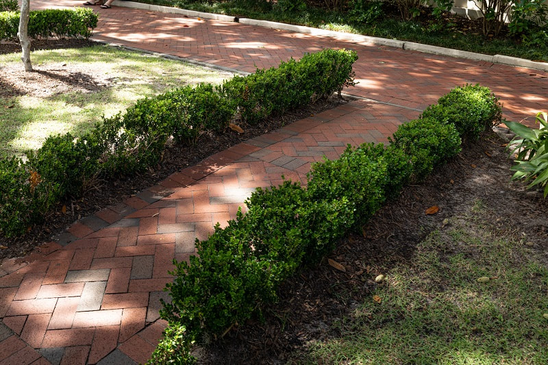A commercial landscape with brick pavers, short hedges, grass and plants.