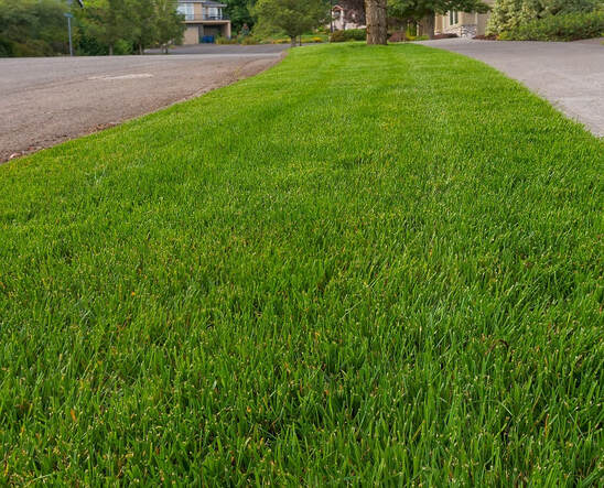 A healthy, green, freshly mowed strip of grass in a residential area